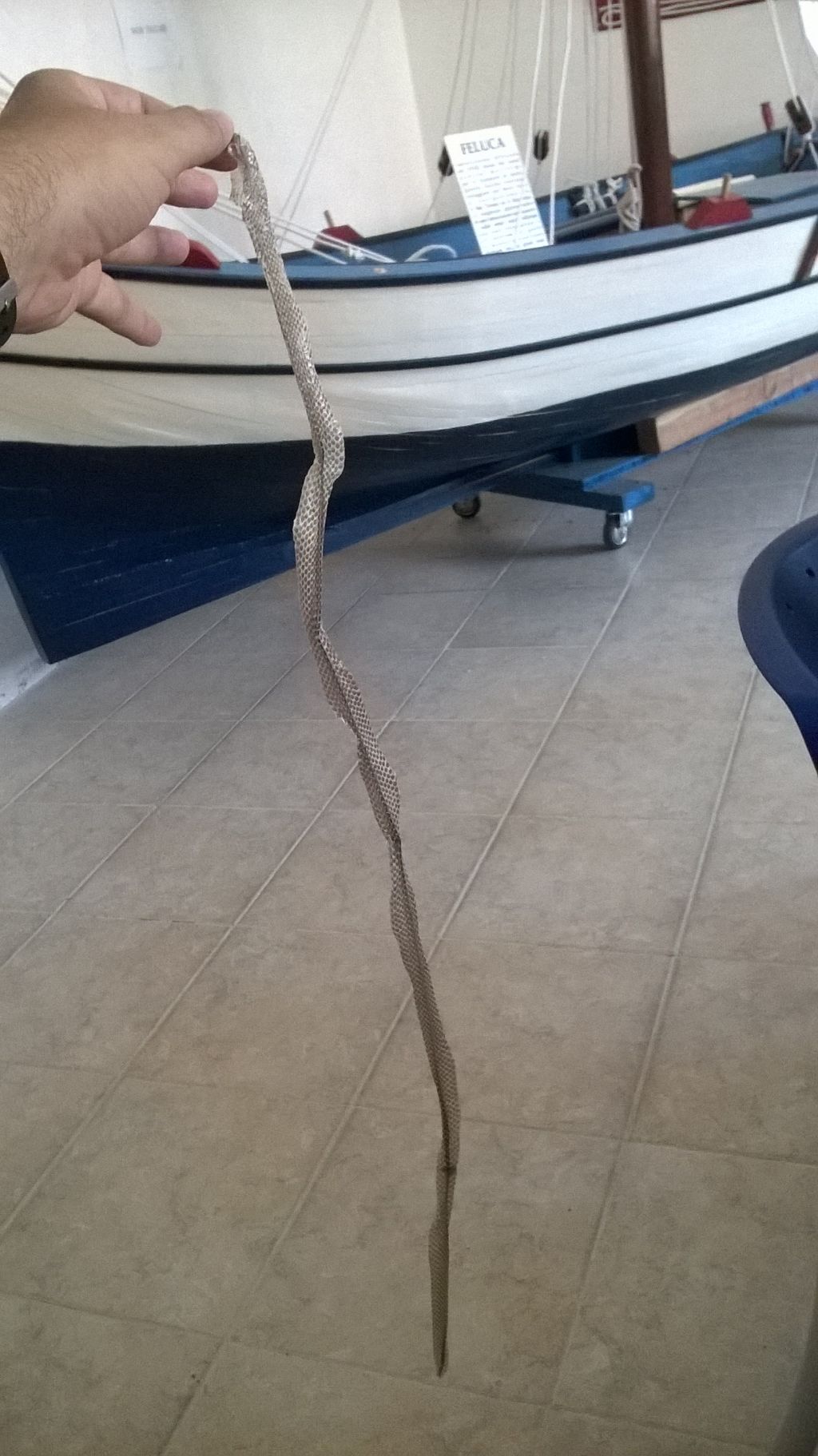 Muta serpente Calabrese
