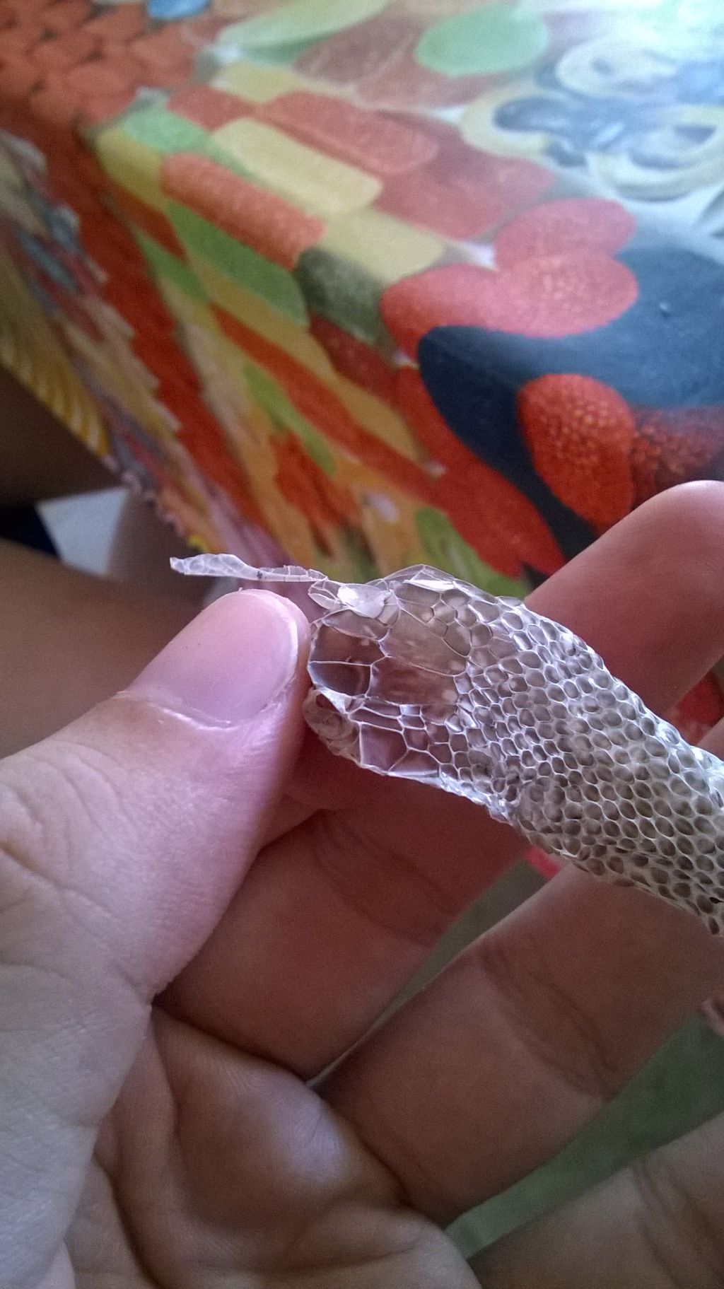 Muta serpente Calabrese