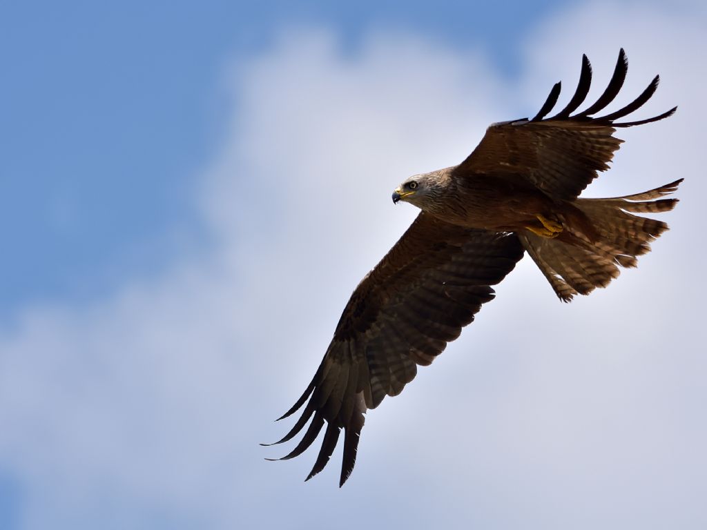 Nibbio bruno (Milvus migrans)