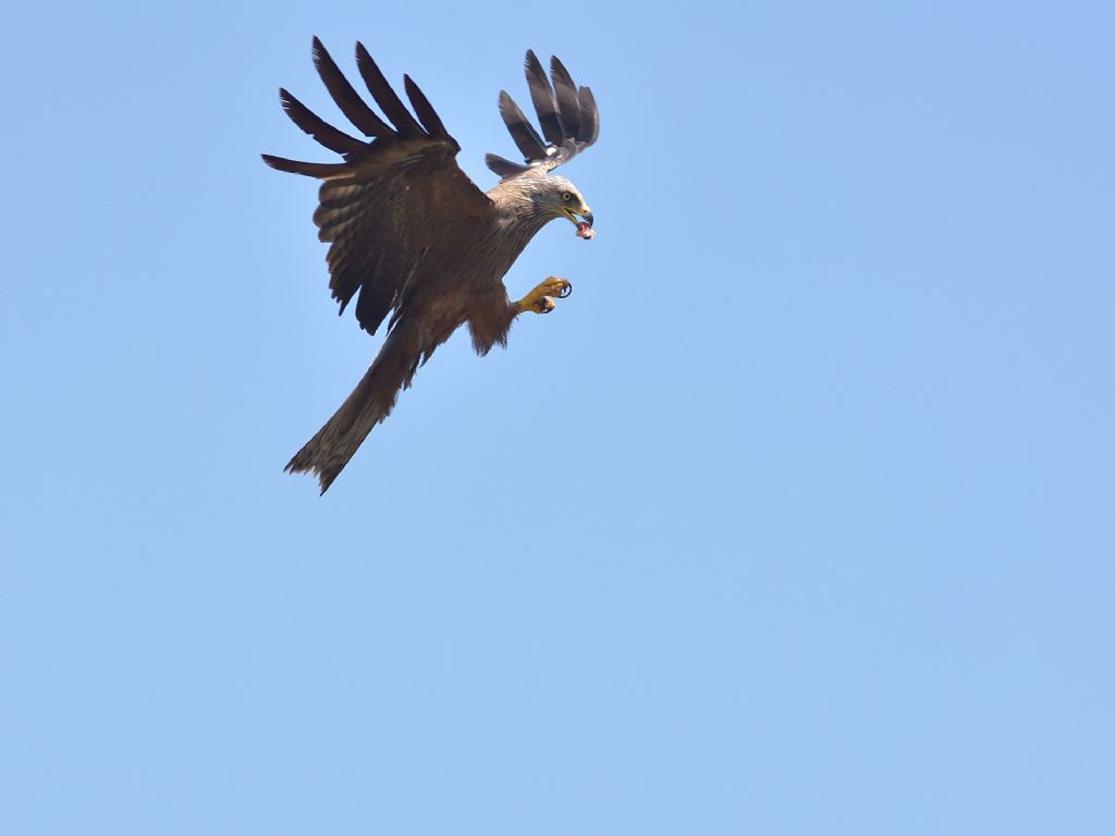 Nibbio bruno (Milvus migrans)