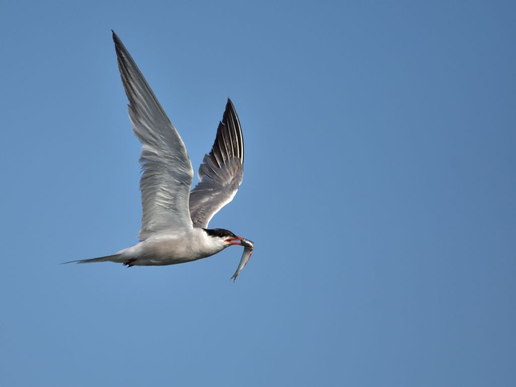 Sterna comune (Sterna hirundo)