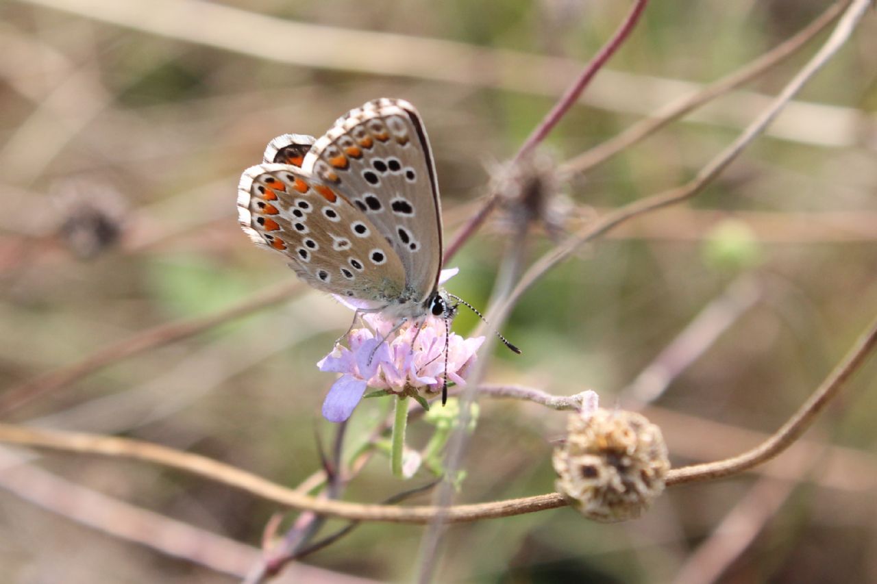 Identificazione - Polyommatus (Lysandra) bellargus