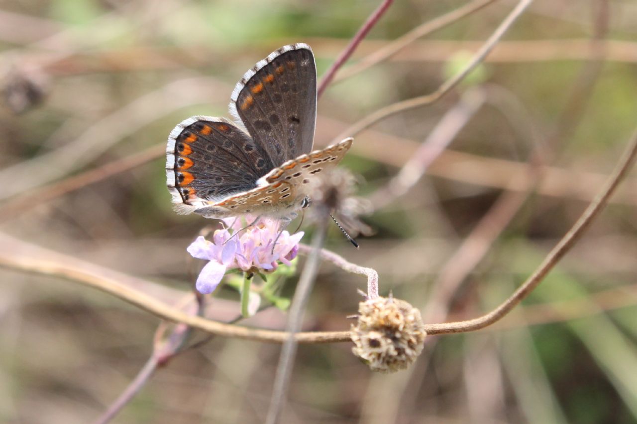 Identificazione - Polyommatus (Lysandra) bellargus