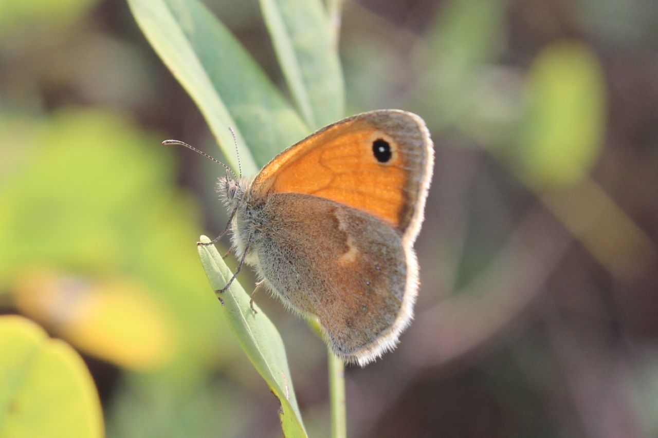 Coenonympha pamphilus? S