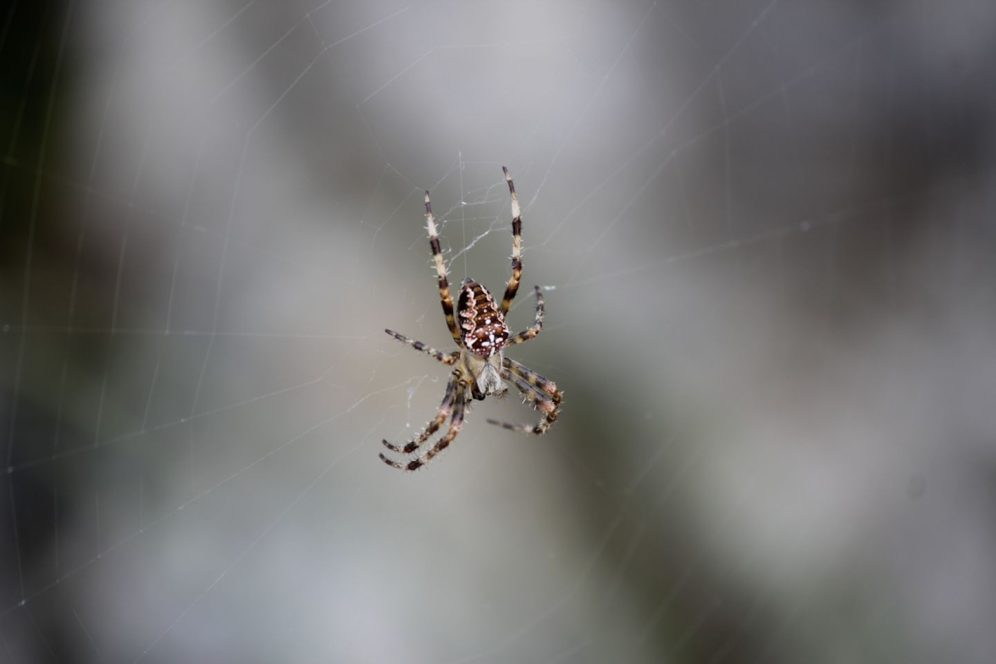Araneus diadematus - Cascata Plera (UD)