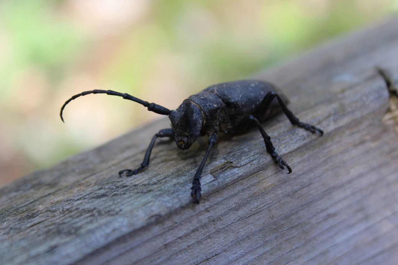 Morimus asper ? No, Lamia textor, Cerambycidae