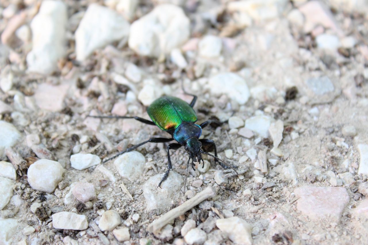 Maschio di Calosoma sycophanta, Carabidae