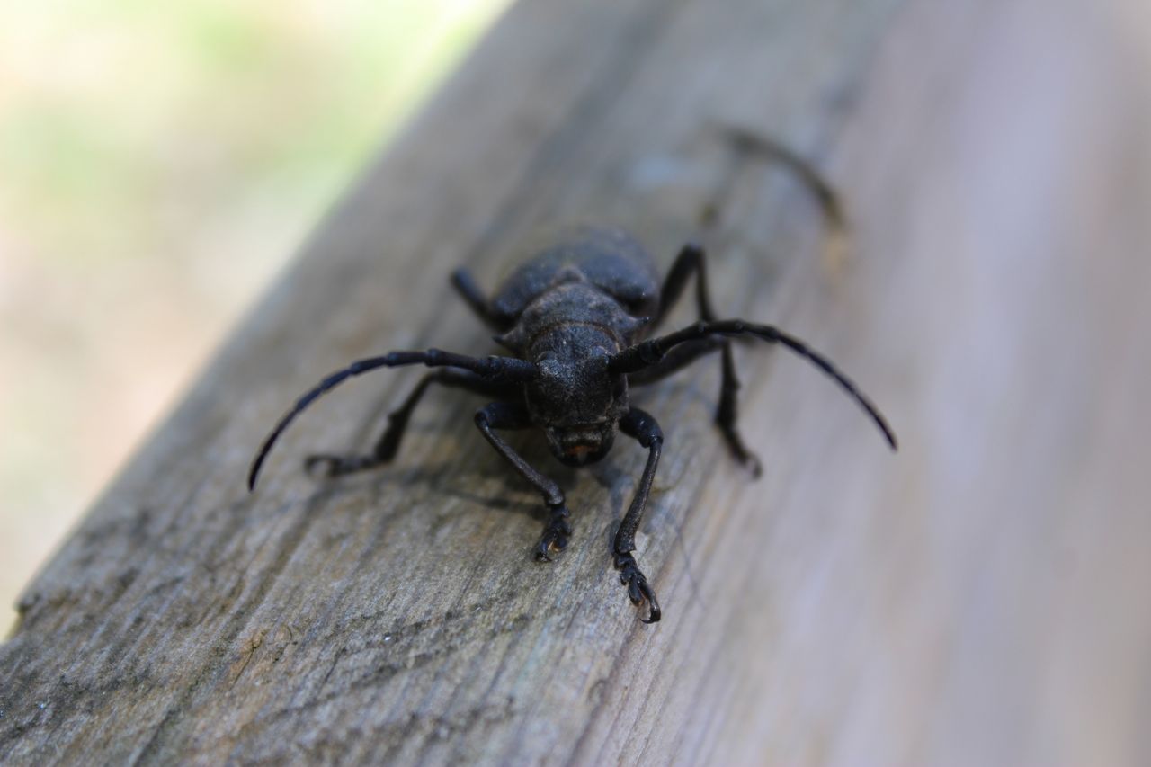 Morimus asper ? No, Lamia textor, Cerambycidae
