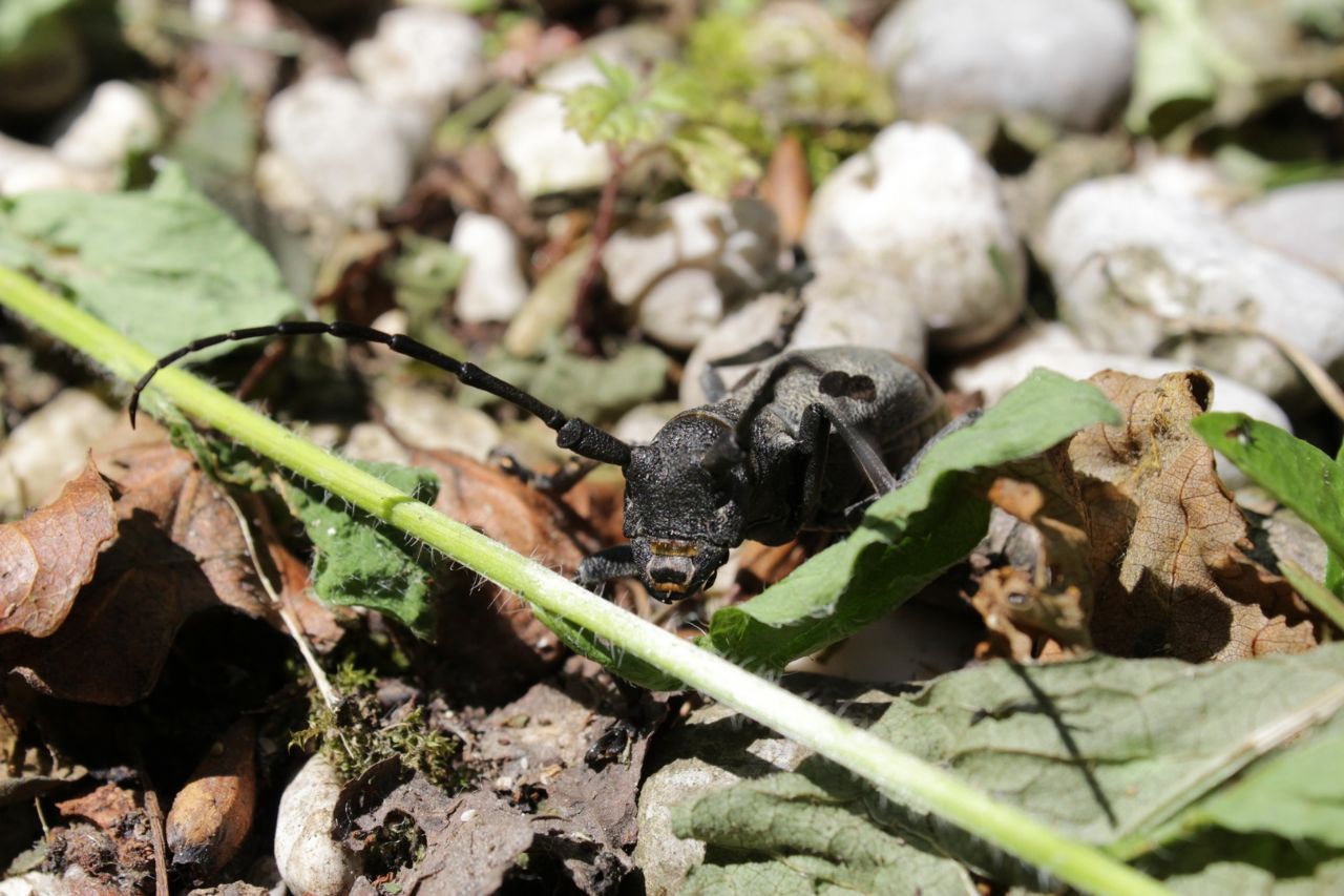 Morimus funereus