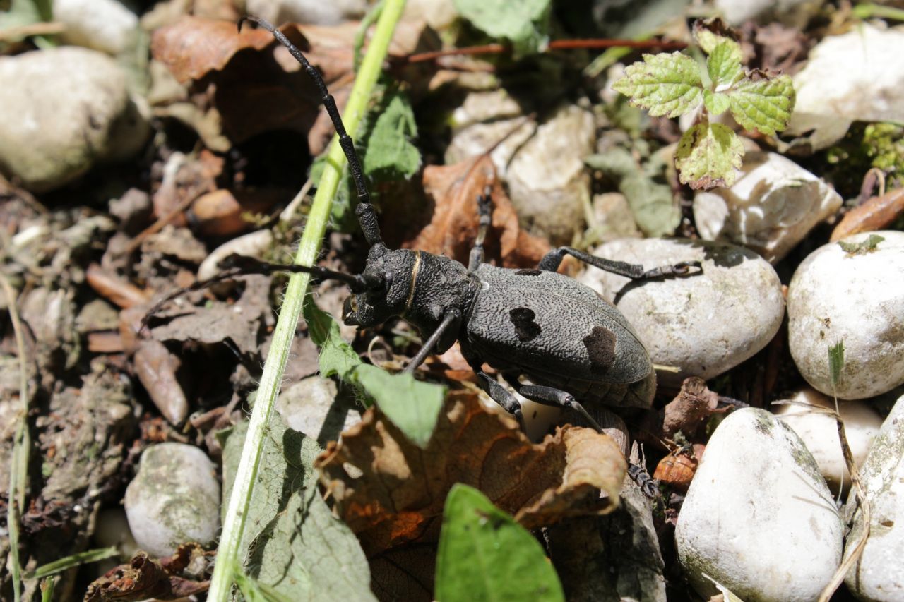 Morimus funereus