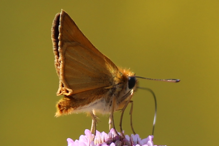 Hesperiidae?