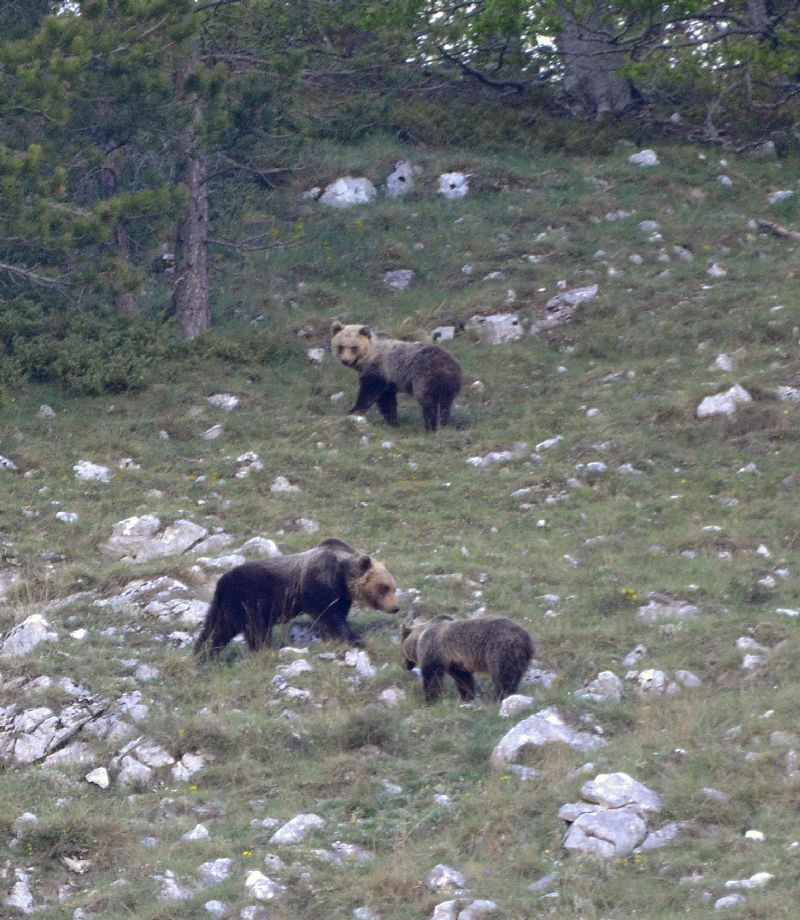 Orso ... che bell''esperienza!!