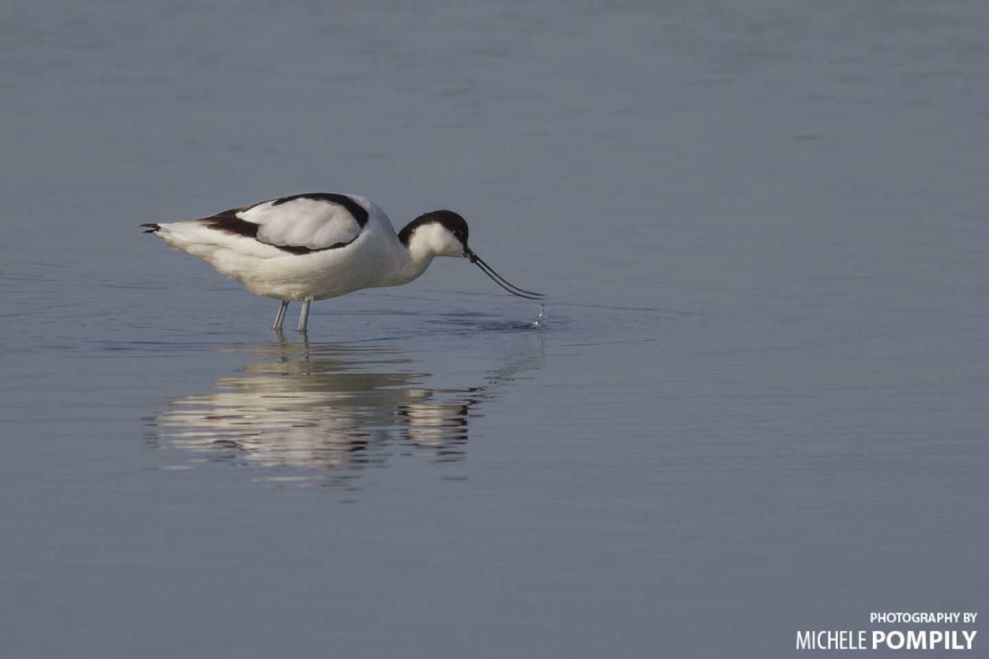 Avocetta