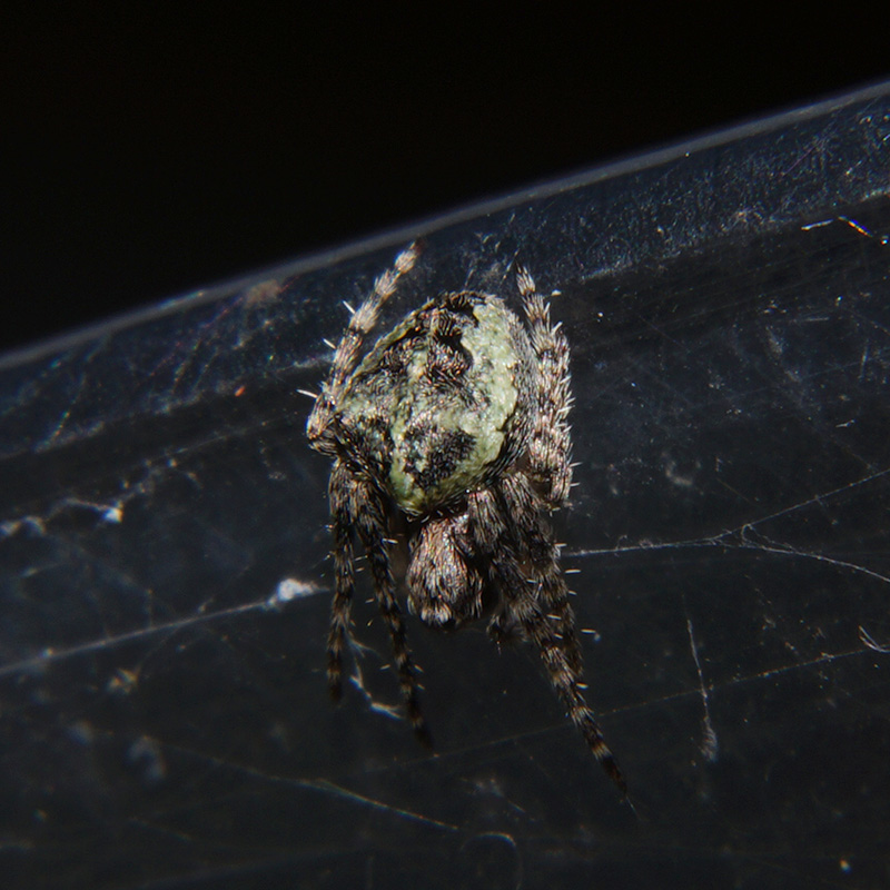 Araneidae: Gibbaranea gibbosa  -  Bagno a Ripoli (FI)