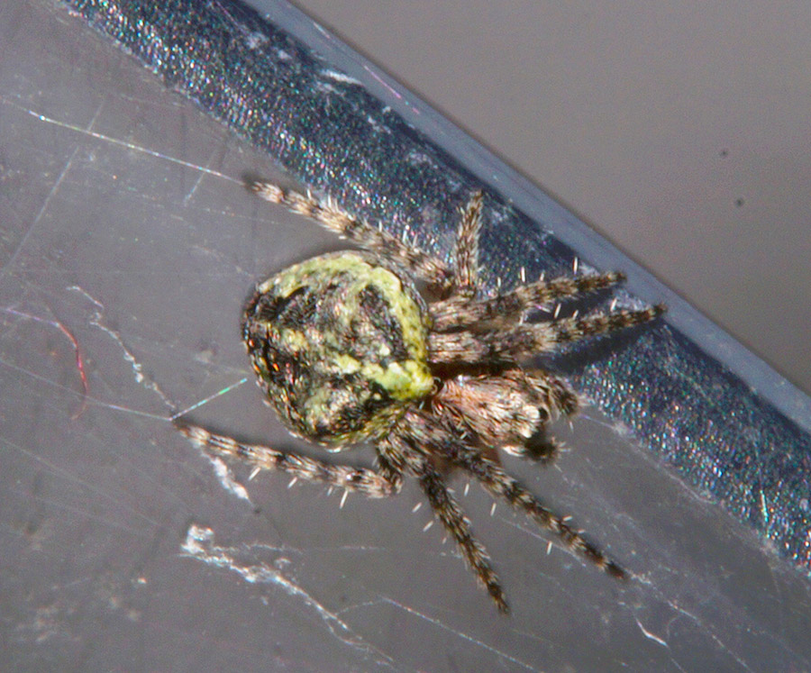 Araneidae: Gibbaranea gibbosa  -  Bagno a Ripoli (FI)