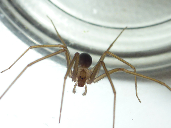 Loxosceles rufescens (Sicariidae)  - Ponsano (Volterra - PI)
