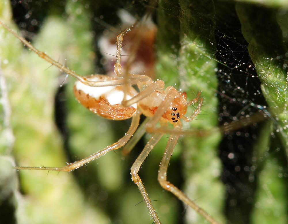 Linyphiidae: Neriene sp.  - Bagno a Ripoli (FI)