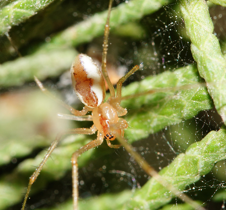 Linyphiidae: Neriene sp.  - Bagno a Ripoli (FI)
