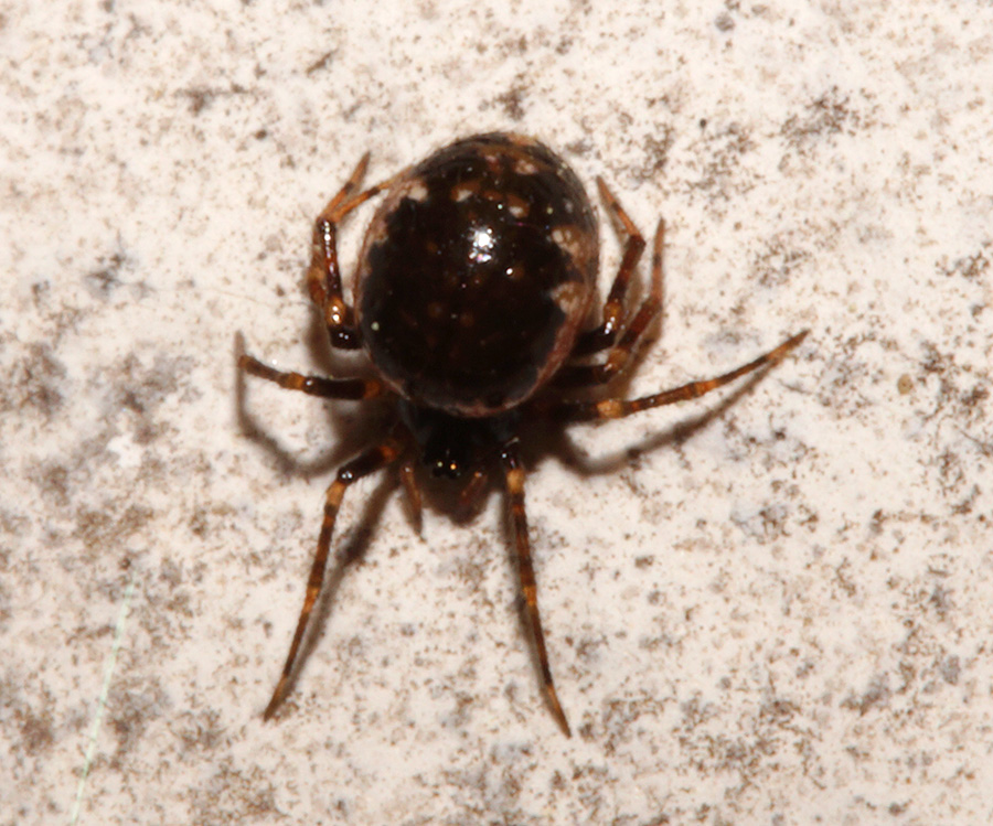 Sardinidion blackwalli - Bagno a Ripoli (FI)