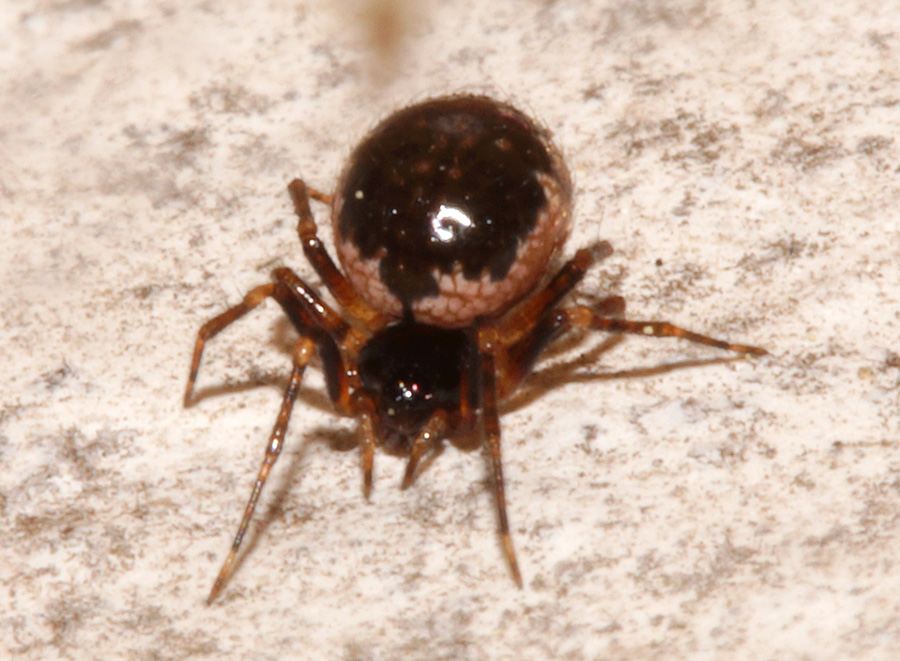 Sardinidion blackwalli - Bagno a Ripoli (FI)