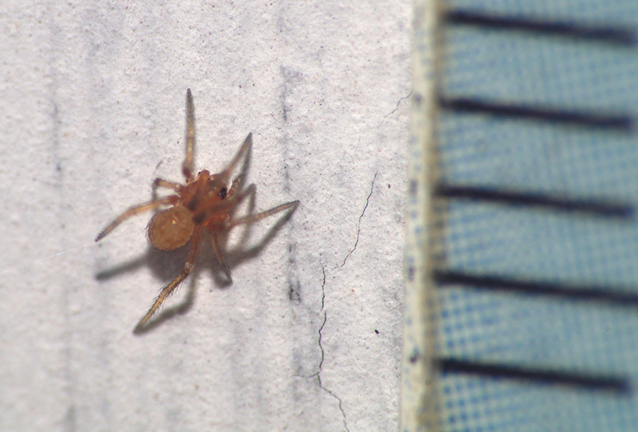 Steatoda sp. - Bagno a Ripoli (FI)
