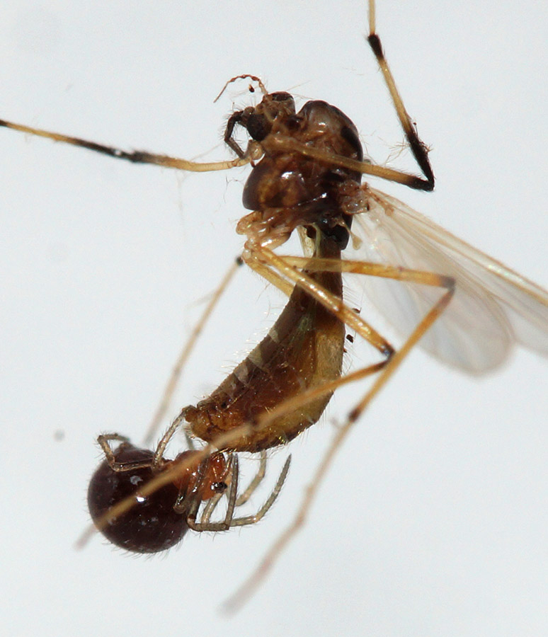 Theridiidae: Crustulina sp.   - Bagno a Ripoli (FI)