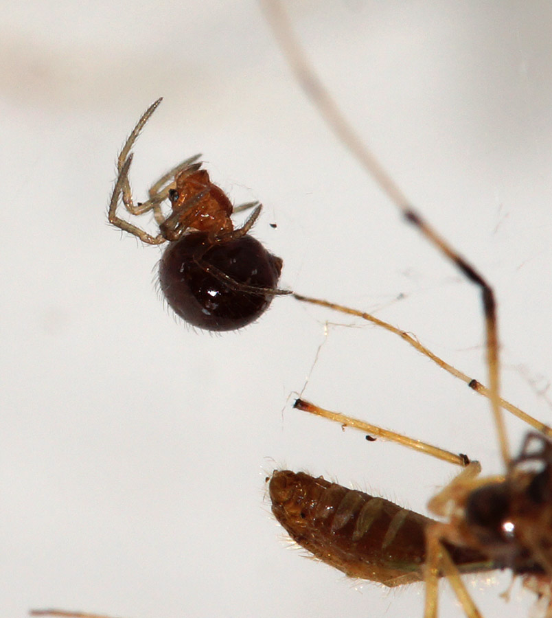 Theridiidae: Crustulina sp.   - Bagno a Ripoli (FI)