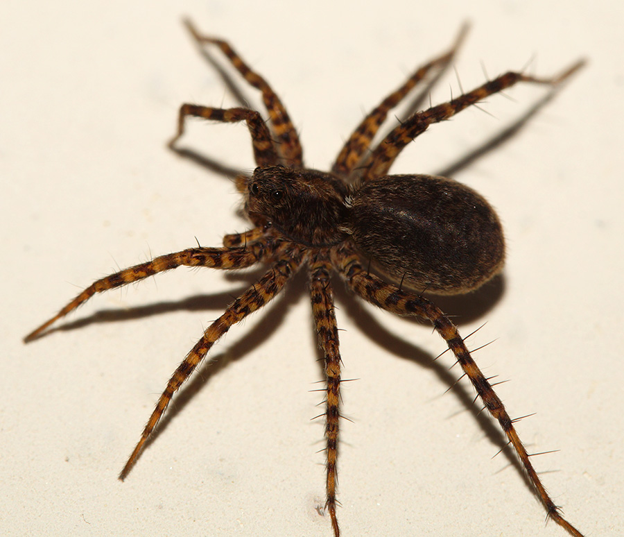 Pardosa sp. -  Bagno a Ripoli (FI)