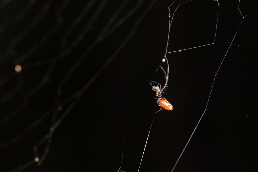 Argyrodes argyrodes - Bagno a Ripoli (FI)