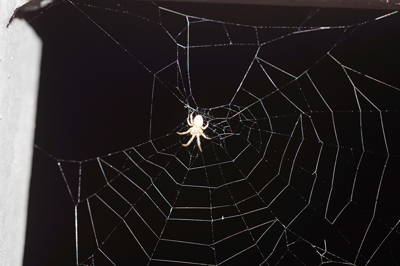 Tele sbagliate per zampe mancanti - Bagno a Ripoli (FI)