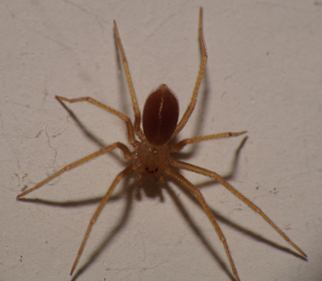 Loxosceles rufescens (Sicariidae)  - Ponsano (Volterra - PI)