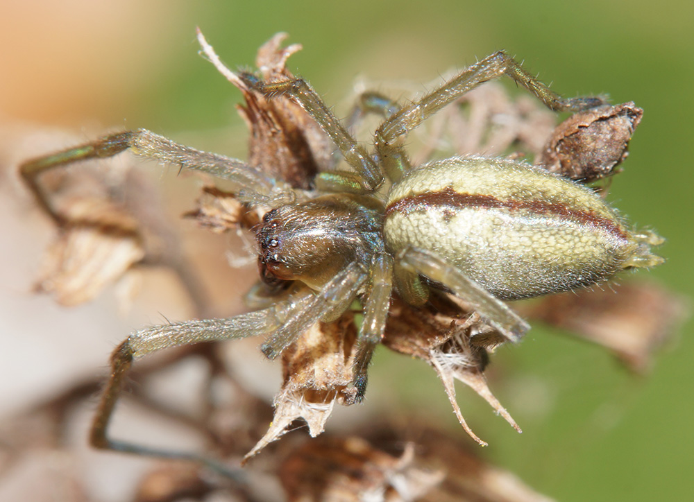 Cheiracanthiidae:  Cheiracanthium sp. -  Bagno a Ripoli (FI)