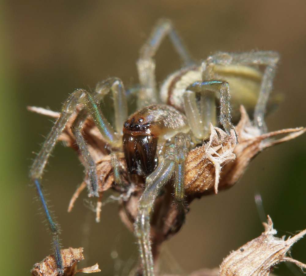 Cheiracanthiidae:  Cheiracanthium sp. -  Bagno a Ripoli (FI)