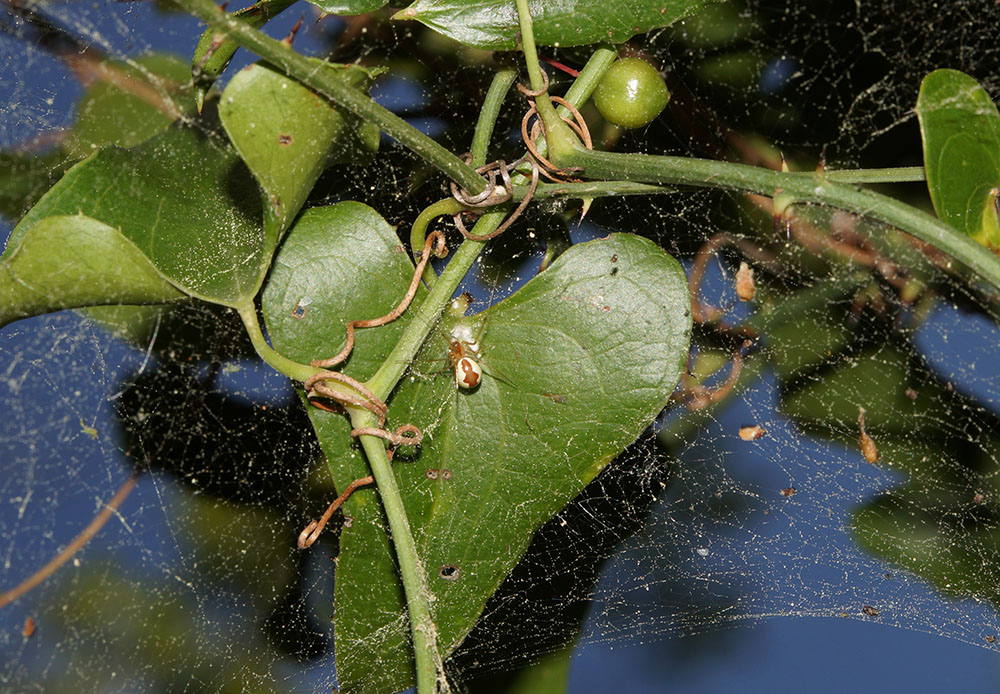 Linyphiidae: Neriene sp.  - Bagno a Ripoli (FI)