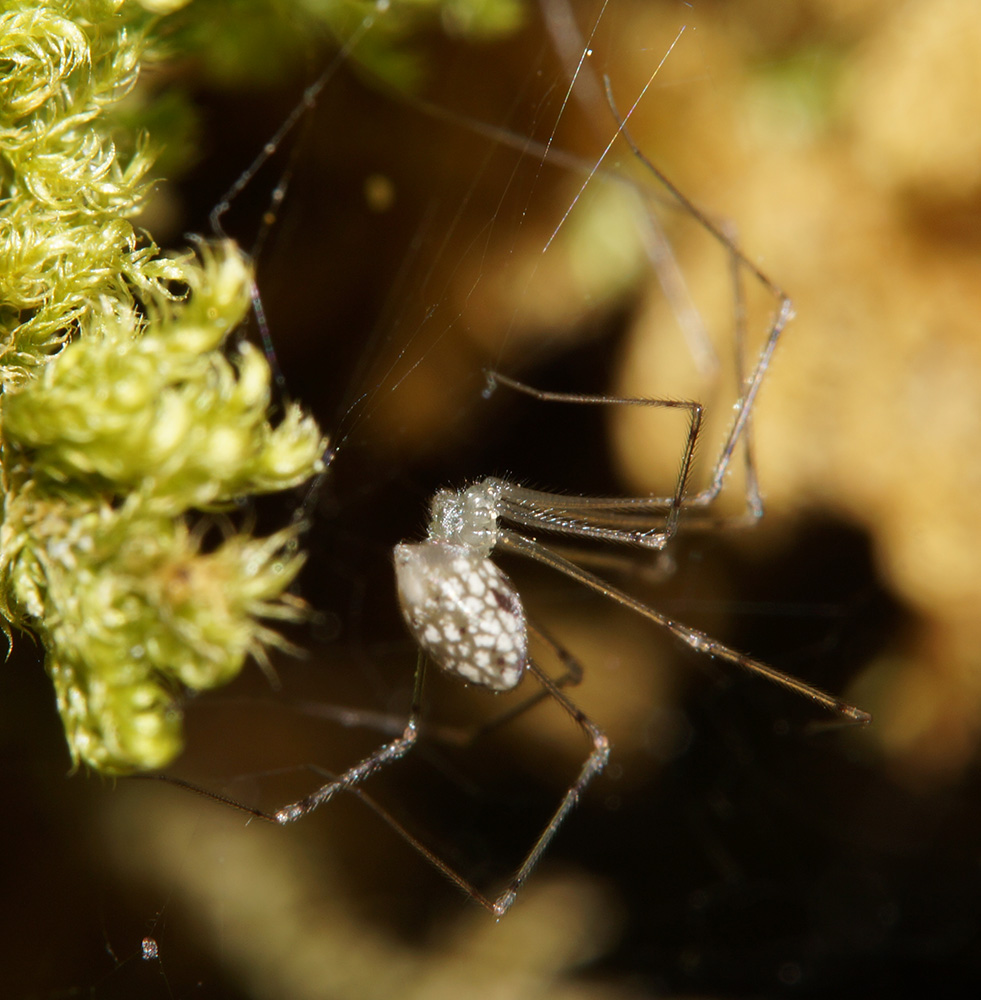 Pholcidae?     S !   Spermophorides cfr. elevata
