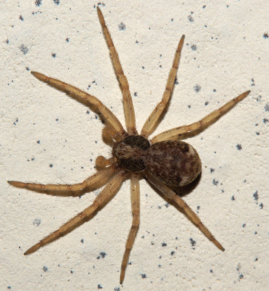 Pulchellodromus  bistigma - Bagno a Ripoli (FI)