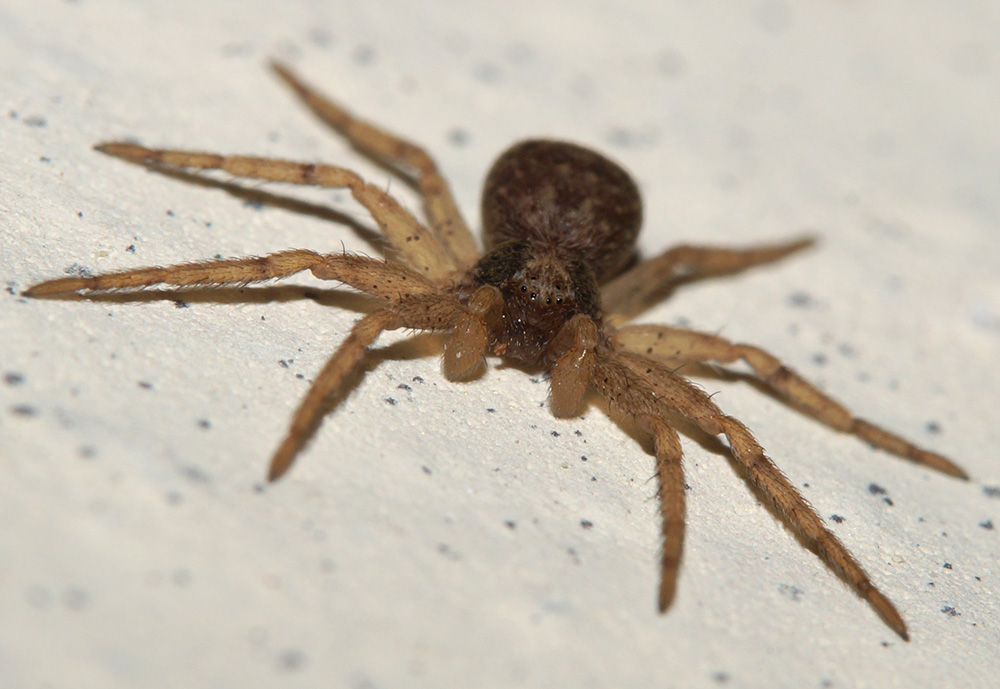 Pulchellodromus  bistigma - Bagno a Ripoli (FI)