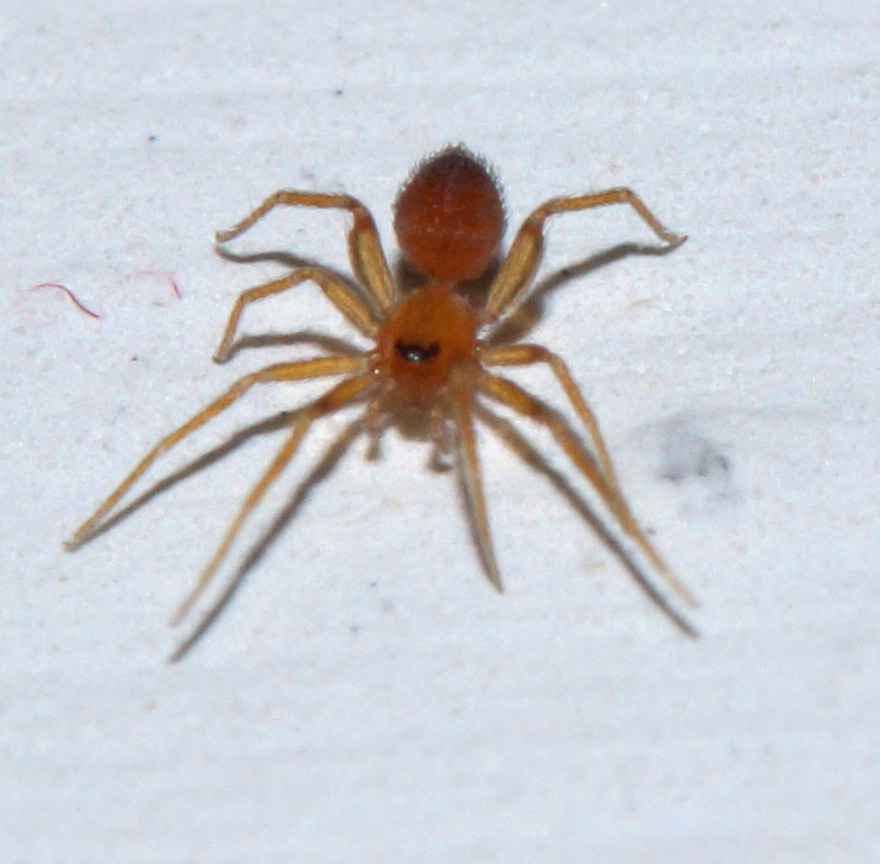 Oonopidae? S !  Orchestina sp.  - Bagno a Ripoli (FI)