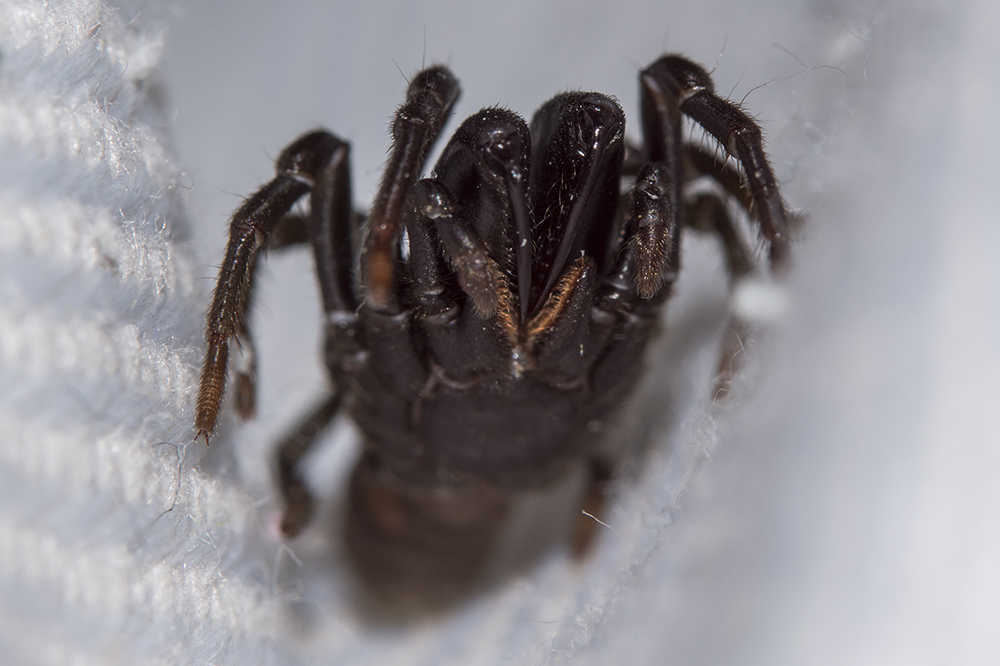 Maschio di Atypus sp. - Fiesole (FI)