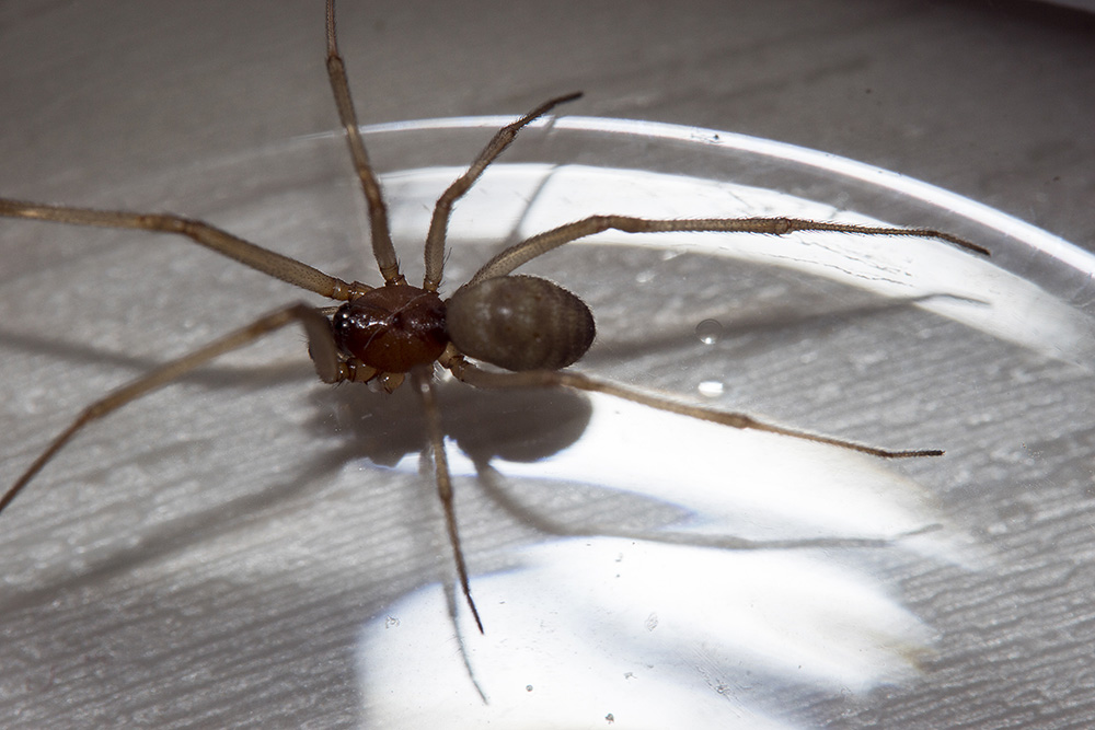 Da id (maschio di Steatoda?)