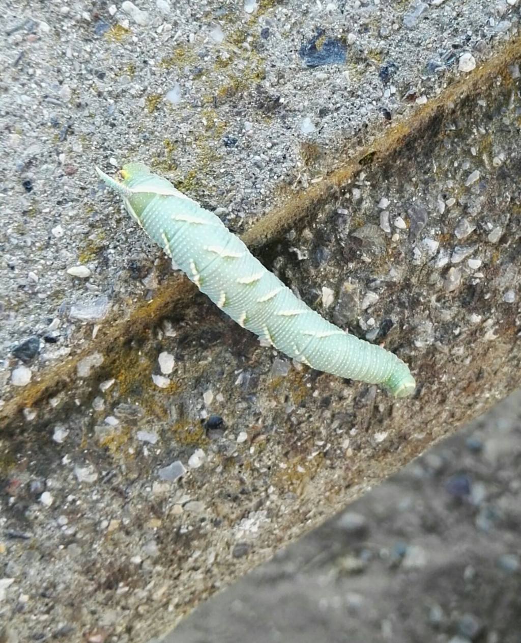 Da id - Mimas tiliae, Sphingidae