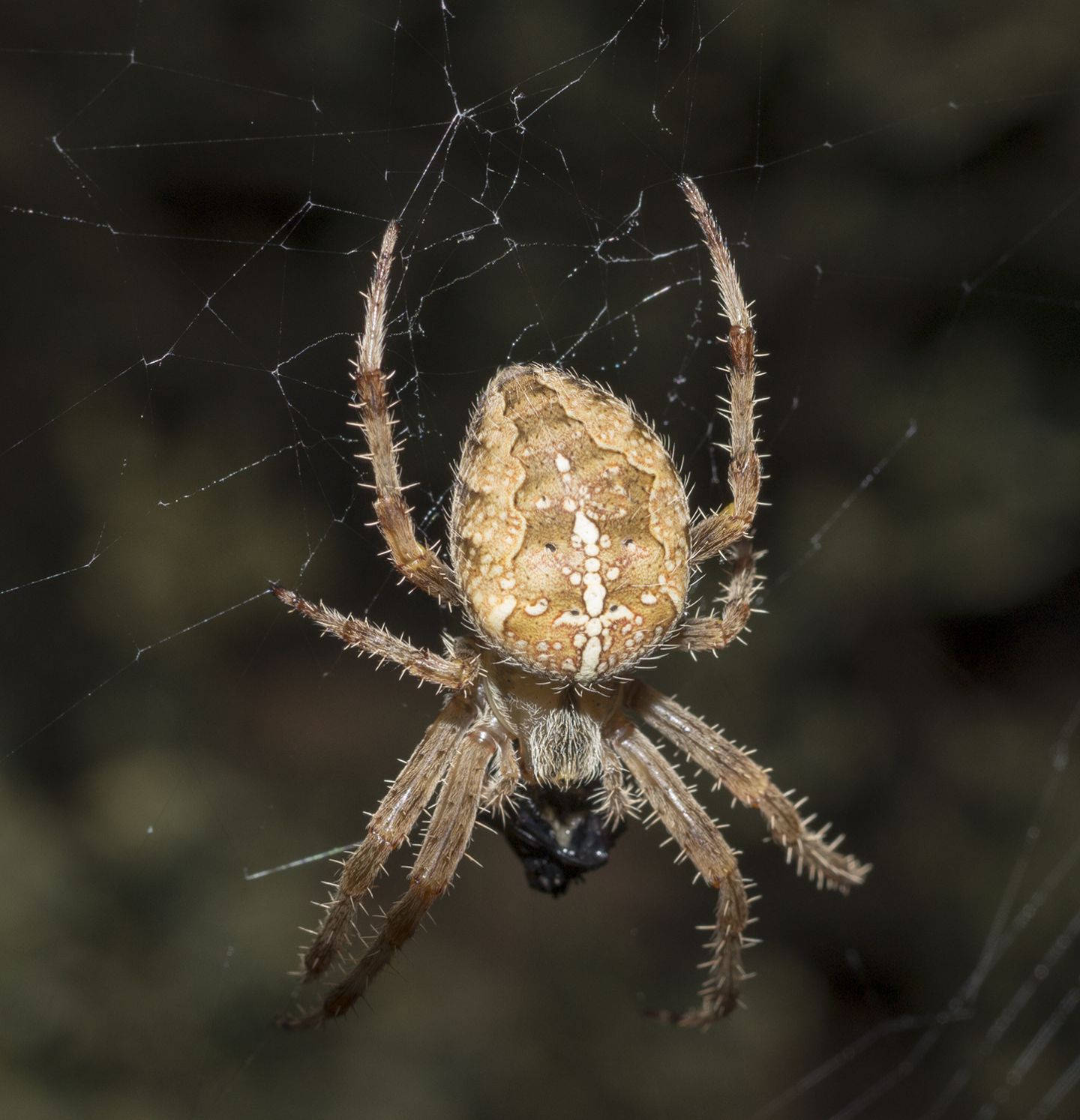 Araneus diadematus 