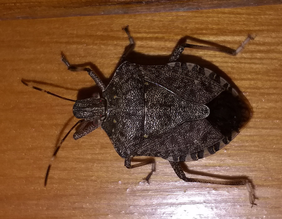 Halyomorpha halys (Pentatomidae)