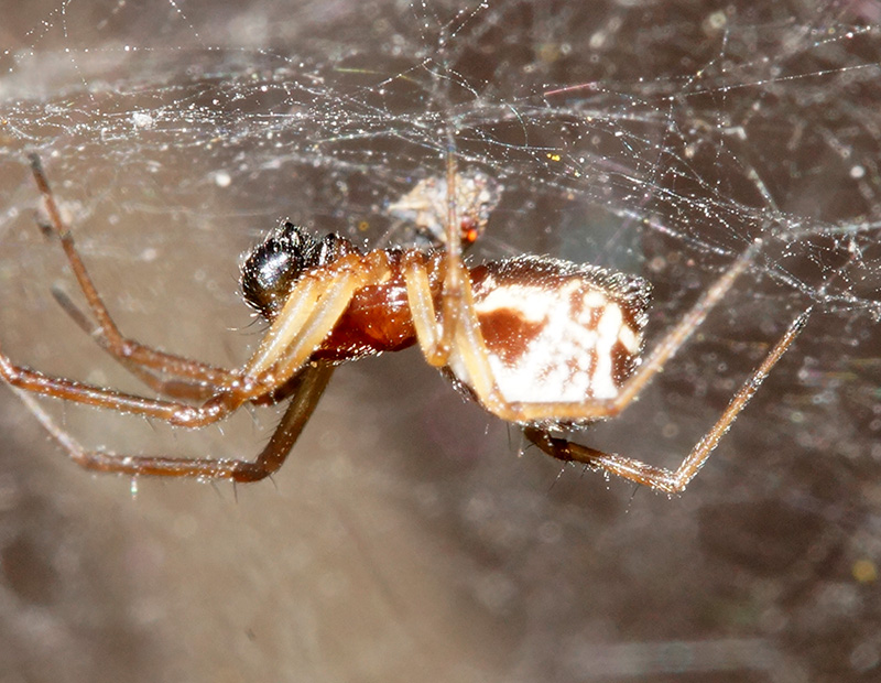 Argiope bruennichi - Arbus (Sud Sardegna)