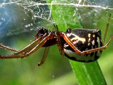 Argiope bruennichi - Arbus (Sud Sardegna)