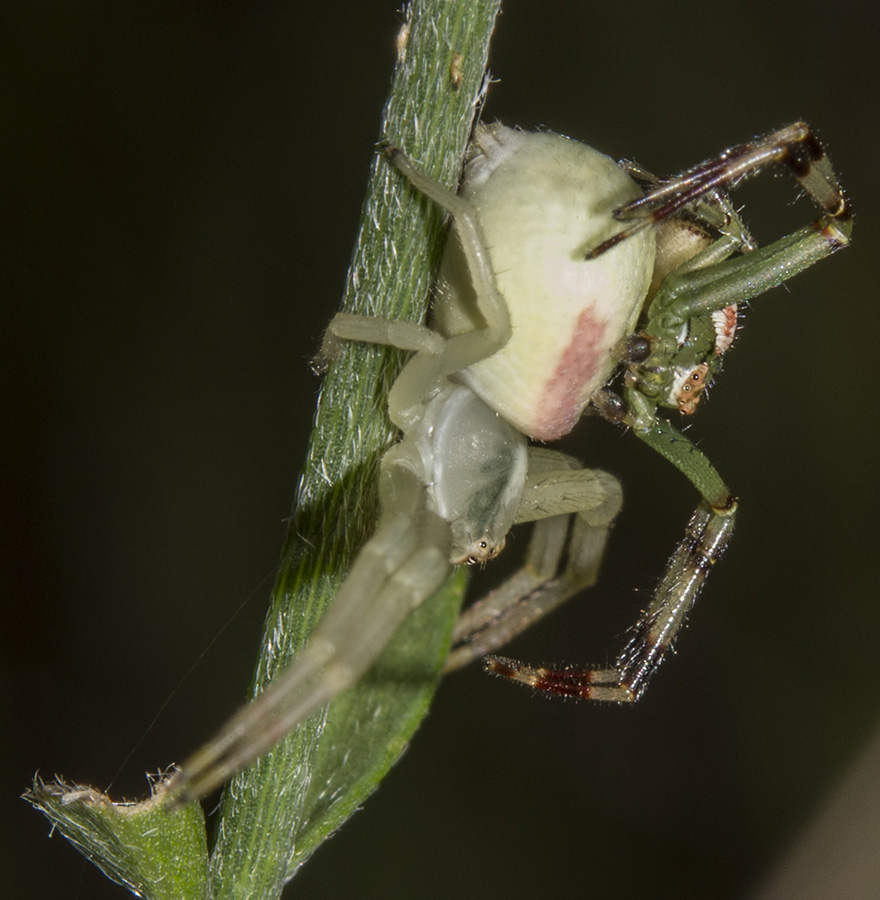 Thomisidae non meglio precisato