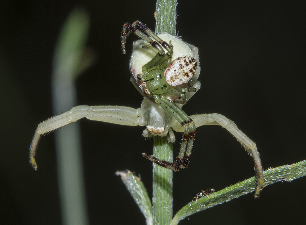 Thomisidae non meglio precisato