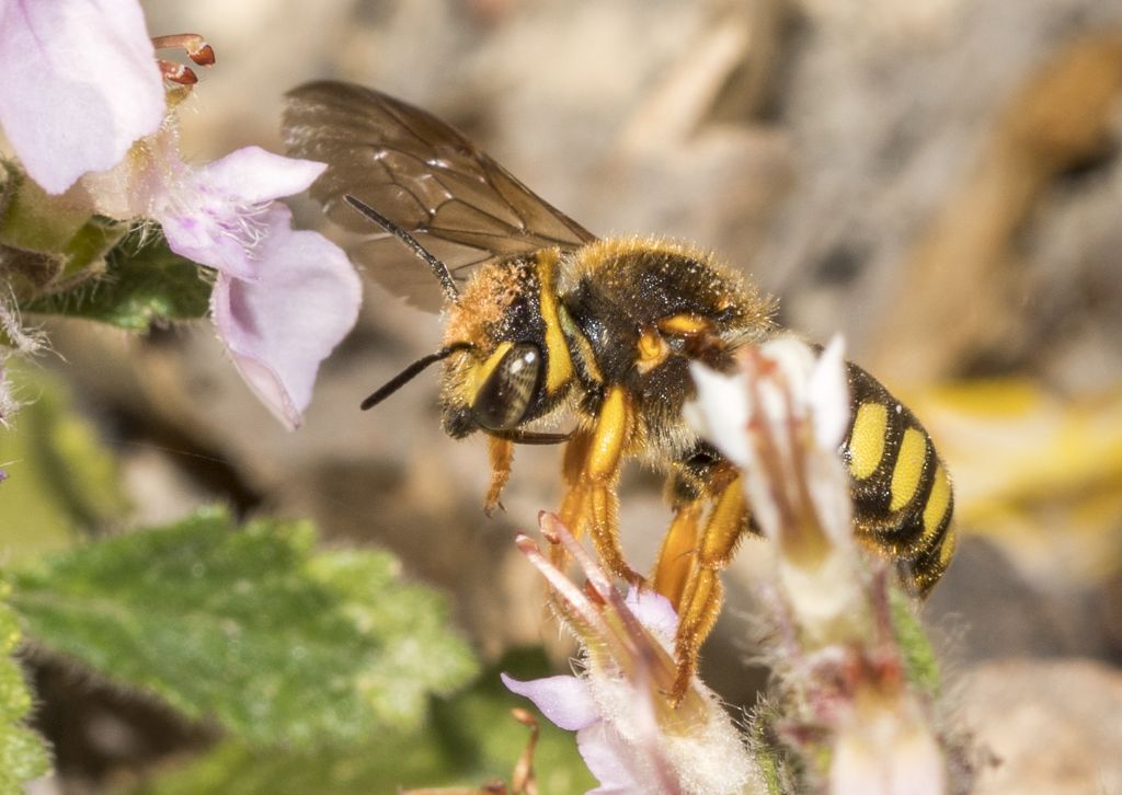 Apidae Megachilinae da id.