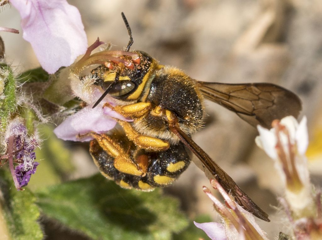 Apidae Megachilinae da id.