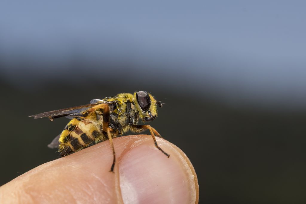 Syrphidae: Myathropa florea, femmina